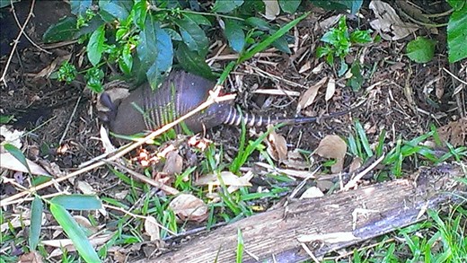 Armadillo in falls area