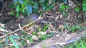 Armadillo in falls area: by jugap, Views[196]