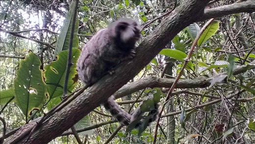 Ilha Grande - wildlife on hike