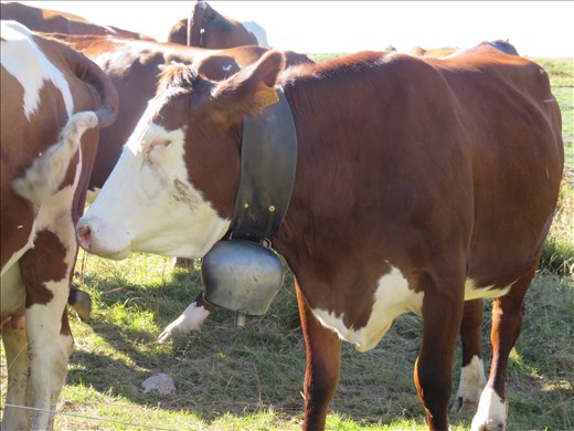The locals on ridge after the next ascent