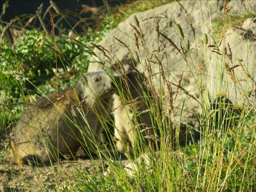 Marmot on hillside below Refugia