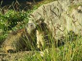 Marmot on hillside below Refugia: by jugap, Views[332]