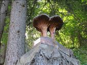 Wood carving on track up to Champex-Lac - one of many: by jugap, Views[197]