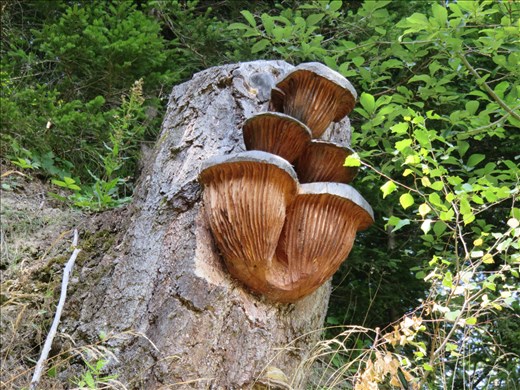 Mushroom carving - renown mushroom growing area