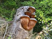 Mushroom carving - renown mushroom growing area: by jugap, Views[252]