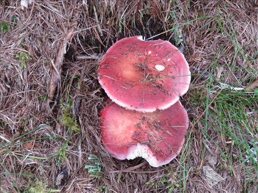 Local mushroom on side of track down - wooded area