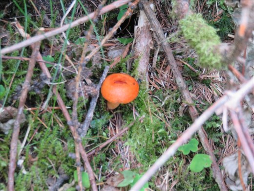 Local mushroom on side of track down