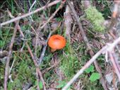 Local mushroom on side of track down: by jugap, Views[294]