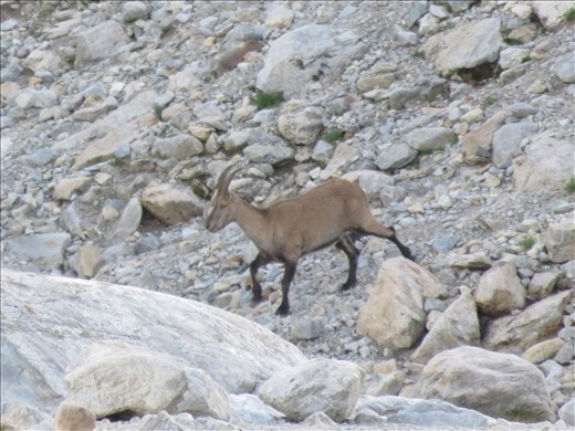 Local wildlife at dusk - Steinbok