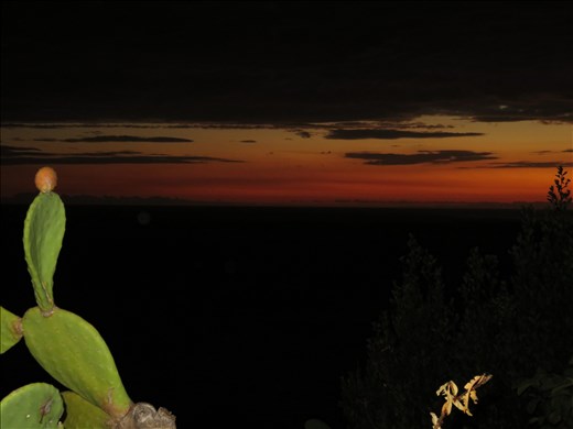 Corniglia - sunset - cactus flower in foreground
