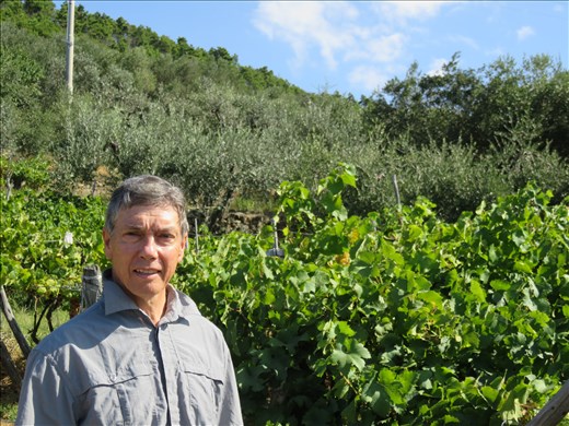 On hillside on way to Manarola - vineyard and olive grove