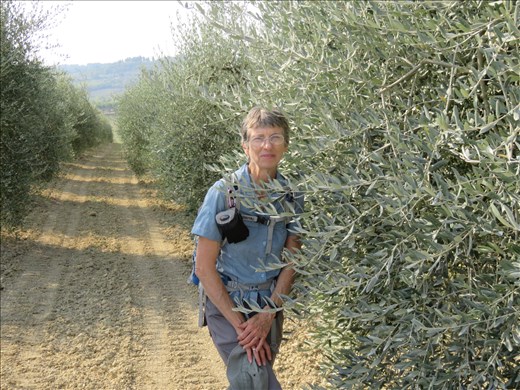 San Gimignano - in one of the many olive groves in area