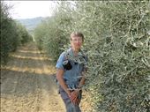 San Gimignano - in one of the many olive groves in area: by jugap, Views[168]