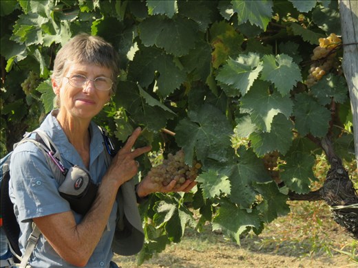 San Gimignano - one of the many grape vines nearby twon