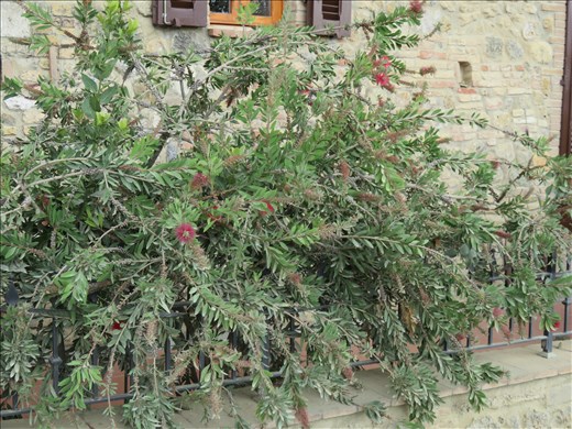 San Gimignano - local garden - recognise this ?