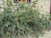 San Gimignano - local garden - recognise this ?: by jugap, Views[413]