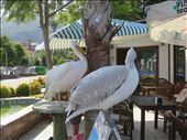 Turkey - Fethiye - guests at cafe on the bayside promenade: by jugap, Views[260]