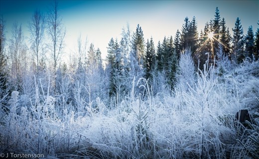 First snow is here, nice to see sunlight. Early winter.