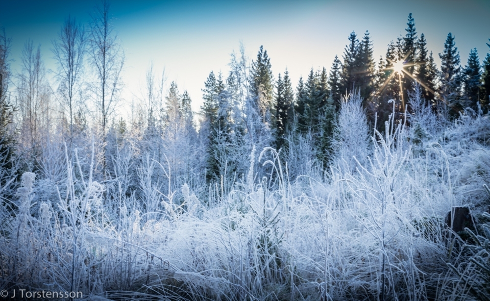 First snow is here, nice to see sunlight. Early winter.
