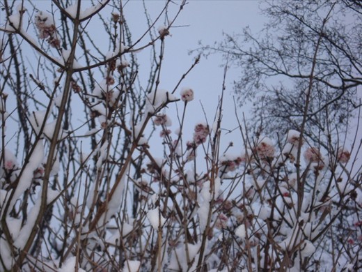 This year, nature decided to snow in Spring.  As I reflect back at these pictures from last year, I am reminded how nothing is quite what it seems.  Spring in snow and snow in Spring.  I wonder again what it means and how I can gain access to the insight and understanding.

