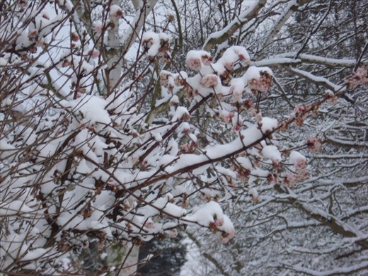 Last year, when these pictures were taken, Spring was blooming in the snow in February.  Nature continues to inspire me, leaving me in awe at how many seasons of Spring we saw last year.  Flowers appeared to bloom nearly all year round.  For me this reflects something special, it reflects blessings.