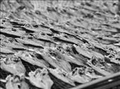 the fish catch are often sold to the market or salted dried to be sold to the groceries.: by jumjum, Views[335]