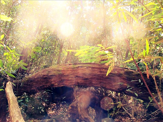 Sunlight through the trees