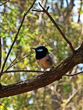 Little Bird.: by just_josh, Views[185]