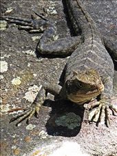 Sun baking Lizard: by just_josh, Views[228]