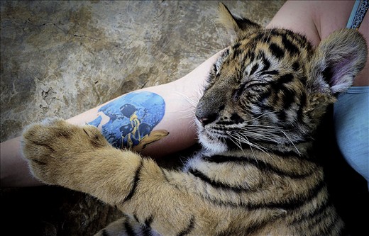 Photographer in Chiang Mai´s Tiger Kingdom was obsessed with my tattoo and wanted to get the tiger cuddling with it
