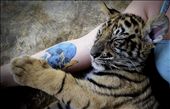 Photographer in Chiang Mai´s Tiger Kingdom was obsessed with my tattoo and wanted to get the tiger cuddling with it: by jznack, Views[419]