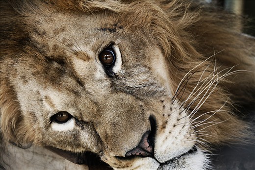 captive lion in tiger kingdom