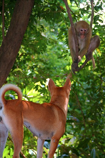 monkey vs. dog on the hike in Erawan National Park