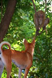 monkey vs. dog on the hike in Erawan National Park: by jznack, Views[251]