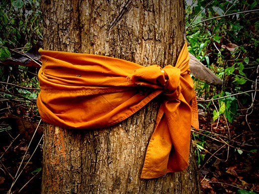 Buddhist monk wraps the teak tree with special cloth so that no one chops it down (or shouldn´t, as you´ll be cursed) 