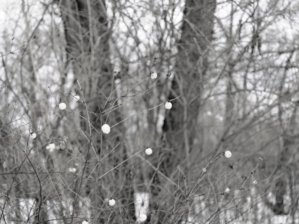 Symphoricarpos albus also known as snowberry. I am very sentimental about the plant- when I was young my friends and I would crush those little white berries underfoot. Just seeing this branches made me smile.