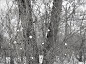 Symphoricarpos albus also known as snowberry. I am very sentimental about the plant- when I was young my friends and I would crush those little white berries underfoot. Just seeing this branches made me smile.: by k_kruk, Views[563]