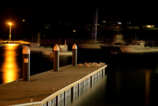 Seagulls meeting up to rest and wait for the fishing boats, so they can score so