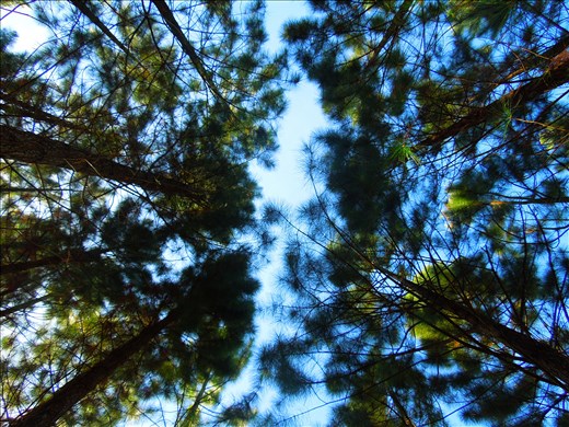 Pine Trees of the South -- always remember to look up; you might be surprised