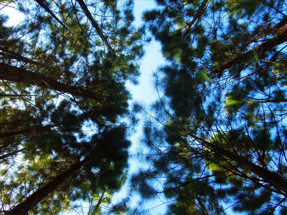 Pine Trees of the South -- always remember to look up; you might be surprised