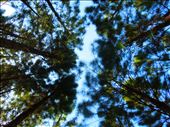 Pine Trees of the South -- always remember to look up; you might be surprised: by kaarrreen, Views[470]