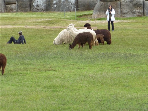 A few alpacas - they are beautiful creatures.