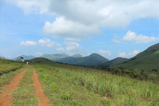 panic house from elephants