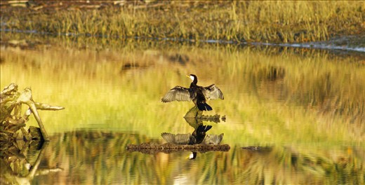 Golden Hour on the Estuary.
A Little Pied Cormorant (Microcarbo melanoleucos) glistens bronze as it spans its black wings soaking up the warmth of a golden winter sunset.  More species of coastal and aquatic birds visit Waikanae Estuary than any other site on the Wellington coast. 