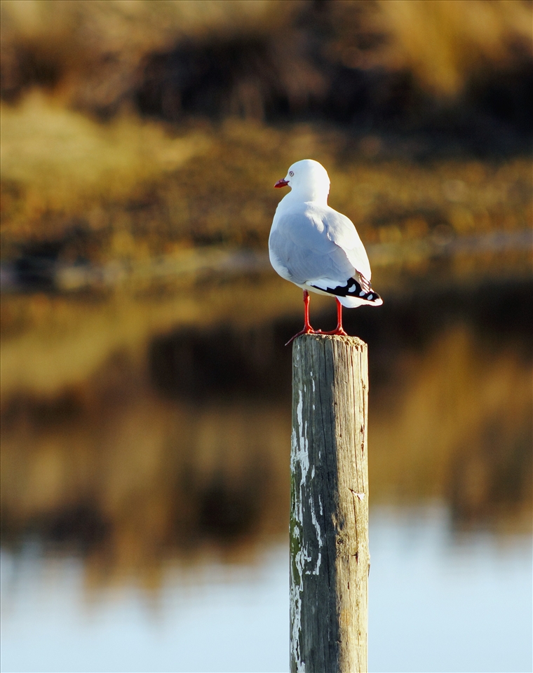 A Red-Billed Seagull (Chroicocephalus scopulinus), native to New Zealand, rests on a post as it looks over the tidal flats of the Estuary.  More than 60 species of birds breed at the Waikanae Estuary. They depend upon the constant movement of 
the river and the tide which opens up twice a day to 
reveal a feast of worms, shellfish and crabs.