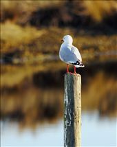 A Red-Billed Seagull (Chroicocephalus scopulinus), native to New Zealand, rests on a post as it looks over the tidal flats of the Estuary.  More than 60 species of birds breed at the Waikanae Estuary. They depend upon the constant movement of 
the river and the tide which opens up twice a day to 
reveal a feast of worms, shellfish and crabs.: by kahikatea, Views[3579]