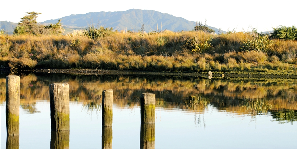 Ebbs & Flows at the Estuary.
Tidal posts mark the rise and fall of the Tasman Sea as it mingles with the fresh water of the Waikanae River ritualistically meeting twice daily with the tides. This mixing of the waters and the ever shifting river mouth create an environment of rich plant and animal communities. 