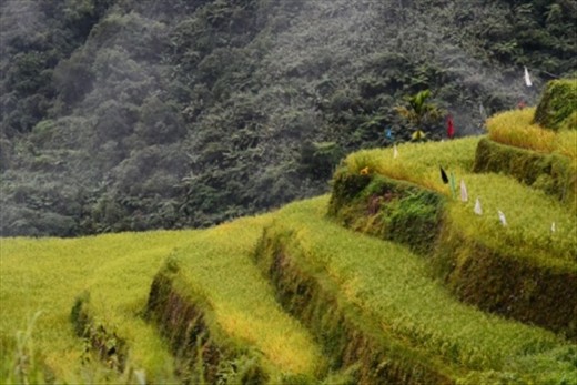 These rice terraces looked like a perfectly sliced loaf bread.
