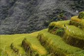 These rice terraces looked like a perfectly sliced loaf bread.: by kahimngan02, Views[678]