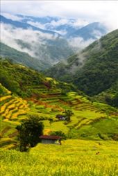 Nabongyawan Rice Terraces is another picture-perfect UNESCO inscribed site.: by kahimngan02, Views[712]